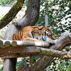 Zoo Nürnberg Tiger