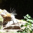 Zoo Nürnberg~Lieblingstier