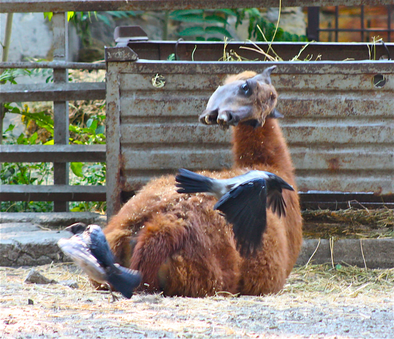 ZOO Odessa