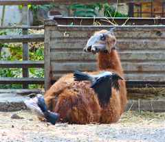 ZOO Odessa