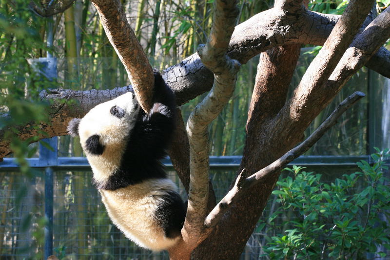 Zoo of San Diego: Baby Panda