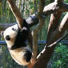 Zoo of San Diego: Baby Panda