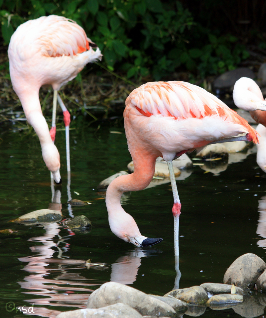 Zoo Osnabrück - 1