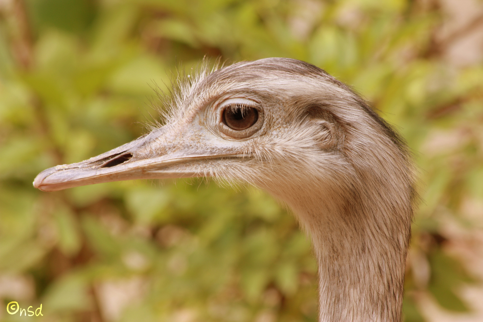 Zoo Osnabrück - 10