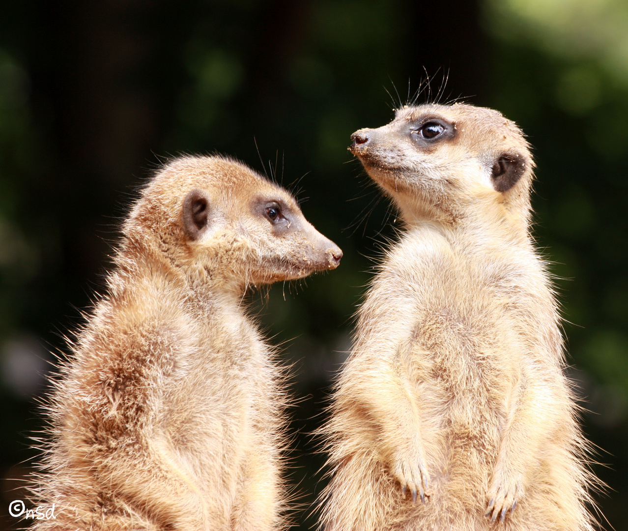 Zoo Osnabrück - 11