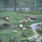 Zoo Osnabrück 2