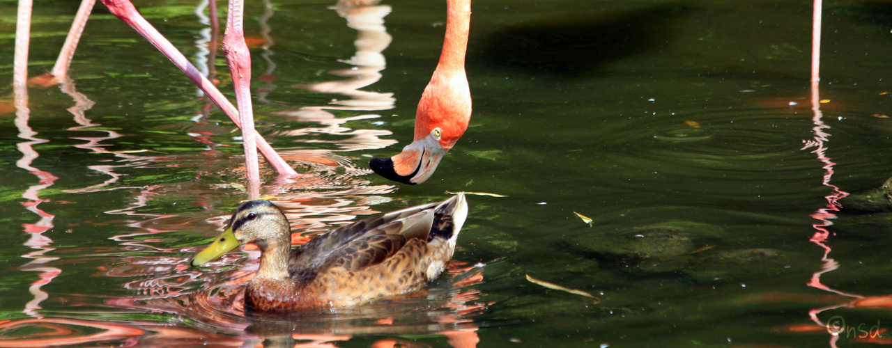 Zoo Osnabrück - 2