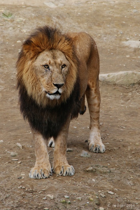 Zoo Osnabrück 23.01.2014_Bild01