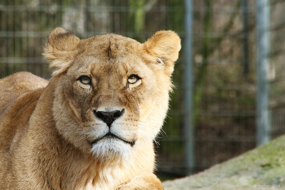 Zoo Osnabrück 23.01.2014_Bild02