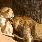 Zoo Osnabrück 23.01.2014_Bild04