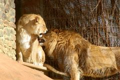 Zoo Osnabrück 23.01.2014_Bild04