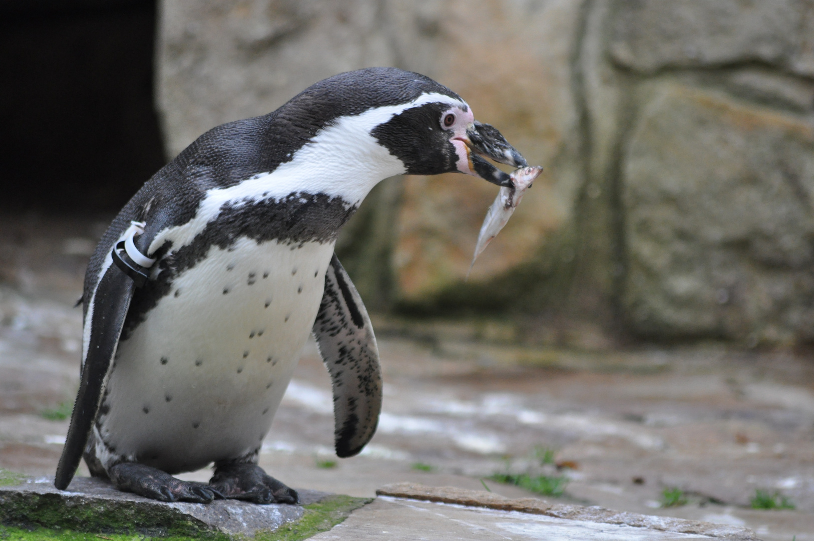 Zoo Osnabrück