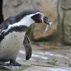 Zoo Osnabrück