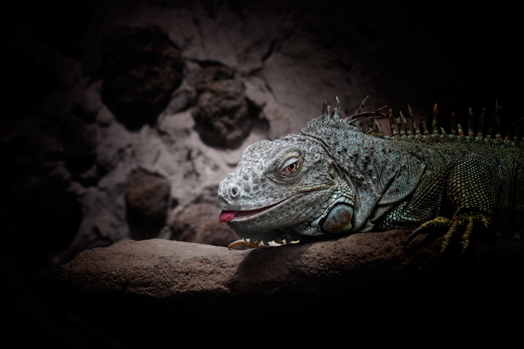 Zoo Osnabrück