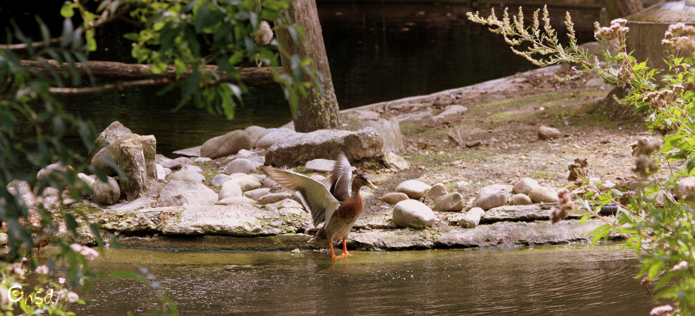 Zoo Osnabrück - 3