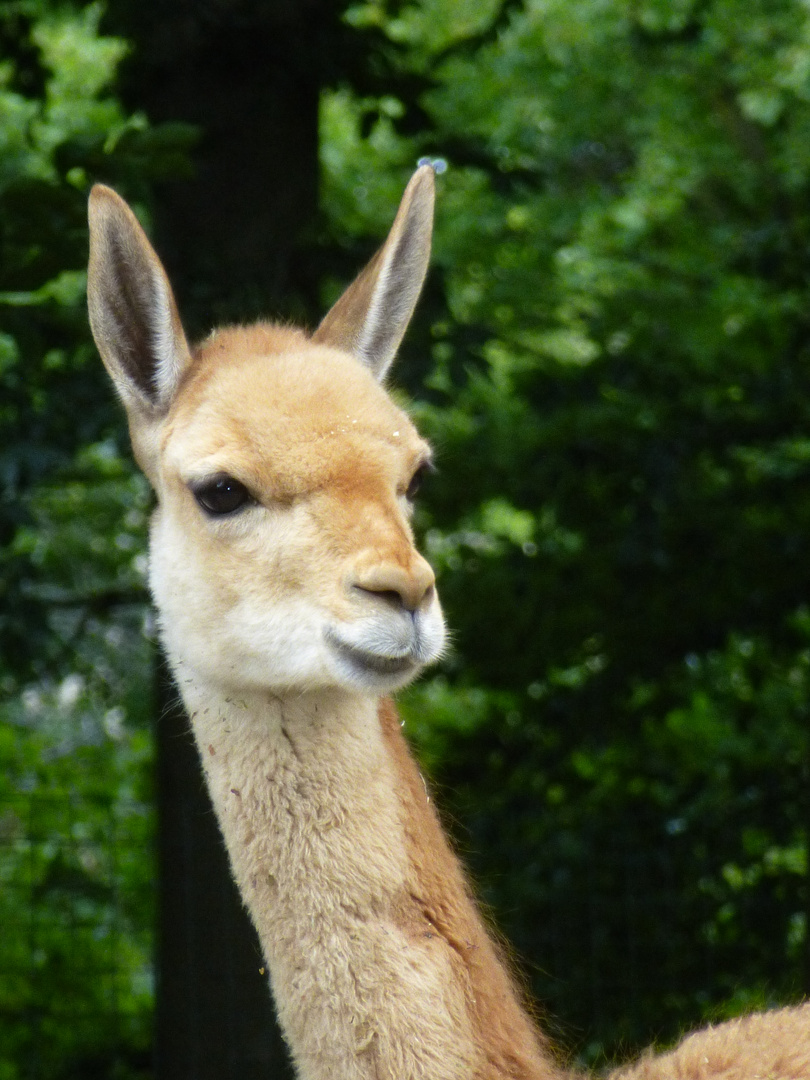 Zoo Osnabrück