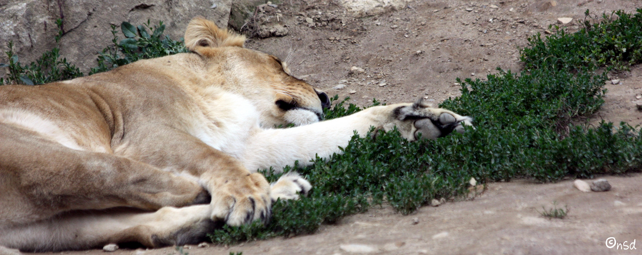 Zoo Osnabrück - 6