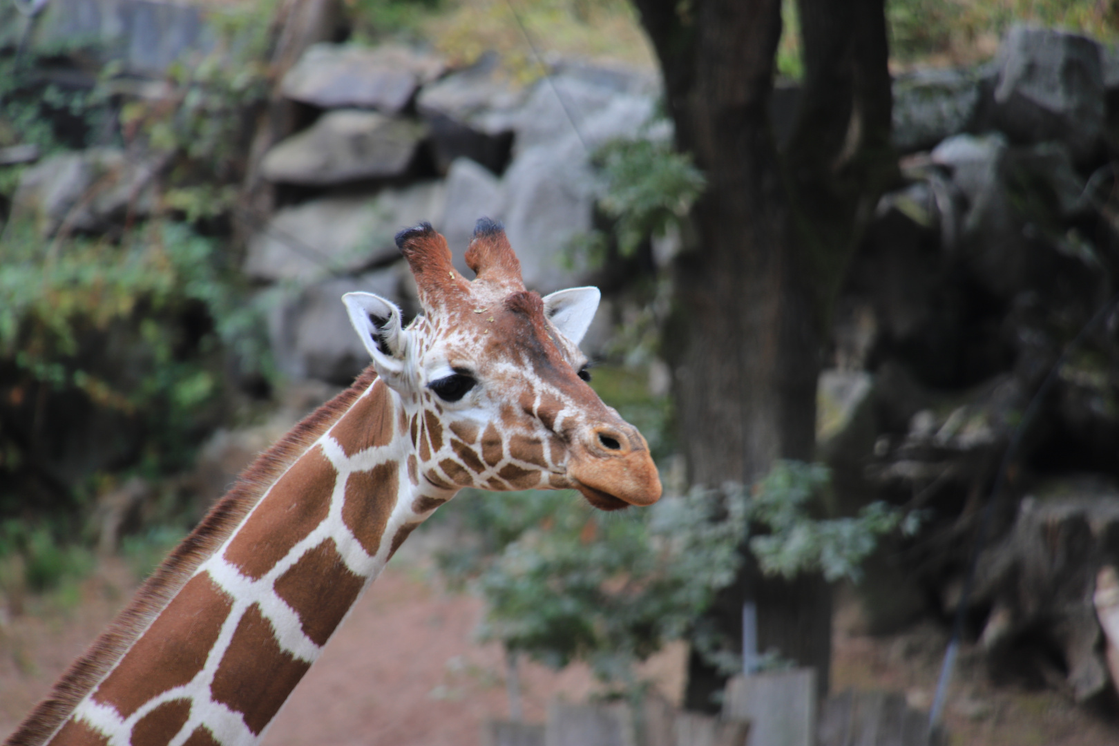 Zoo Osnabrück