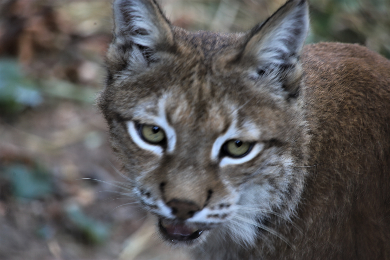 Zoo Osnabrück