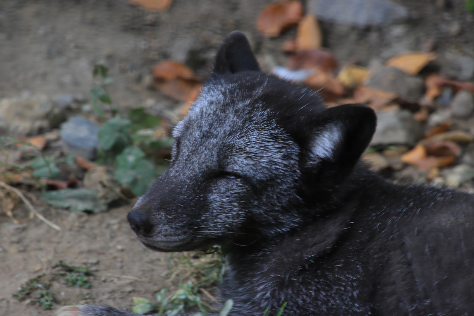 Zoo Osnabrück