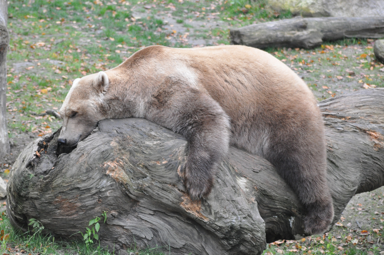 Zoo Osnabrück