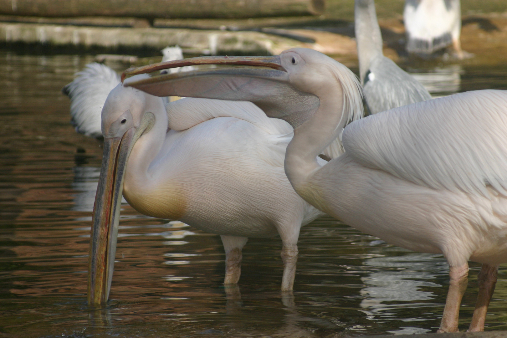 Zoo Osnabrück