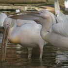 Zoo Osnabrück