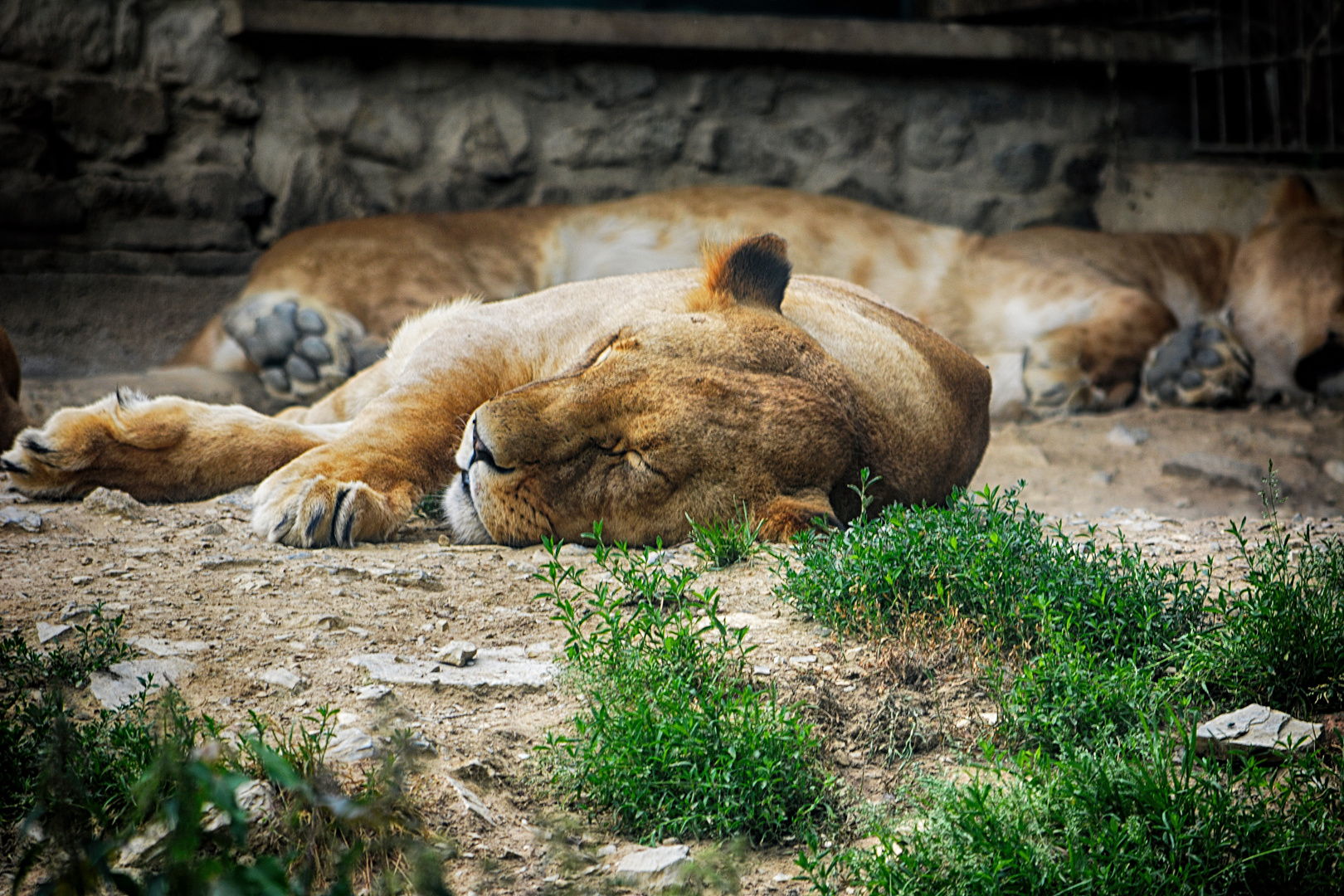 Zoo Osnabrück, Löwenmännchen