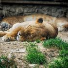 Zoo Osnabrück, Löwenmännchen