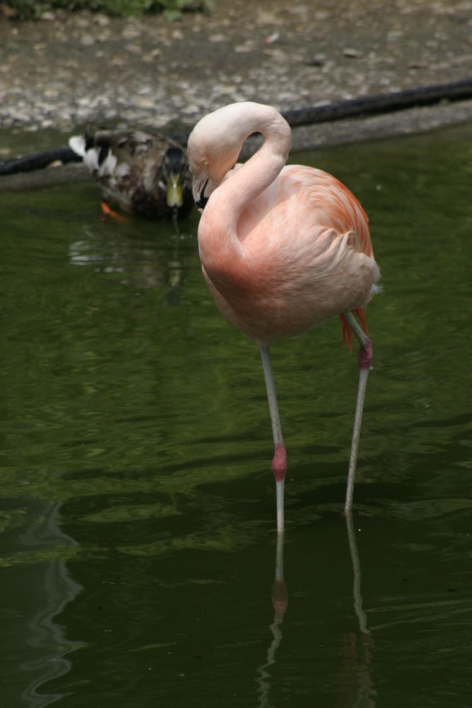 Zoo Osnabrück No.1