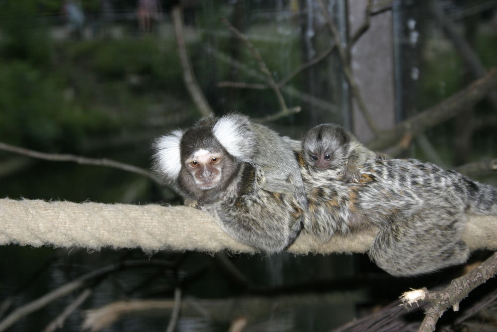 Zoo Osnabrück No.5