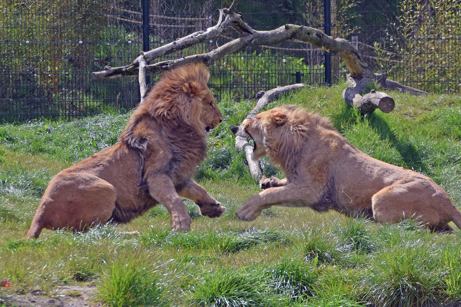 Zoo Overloon afrikanische Löwen