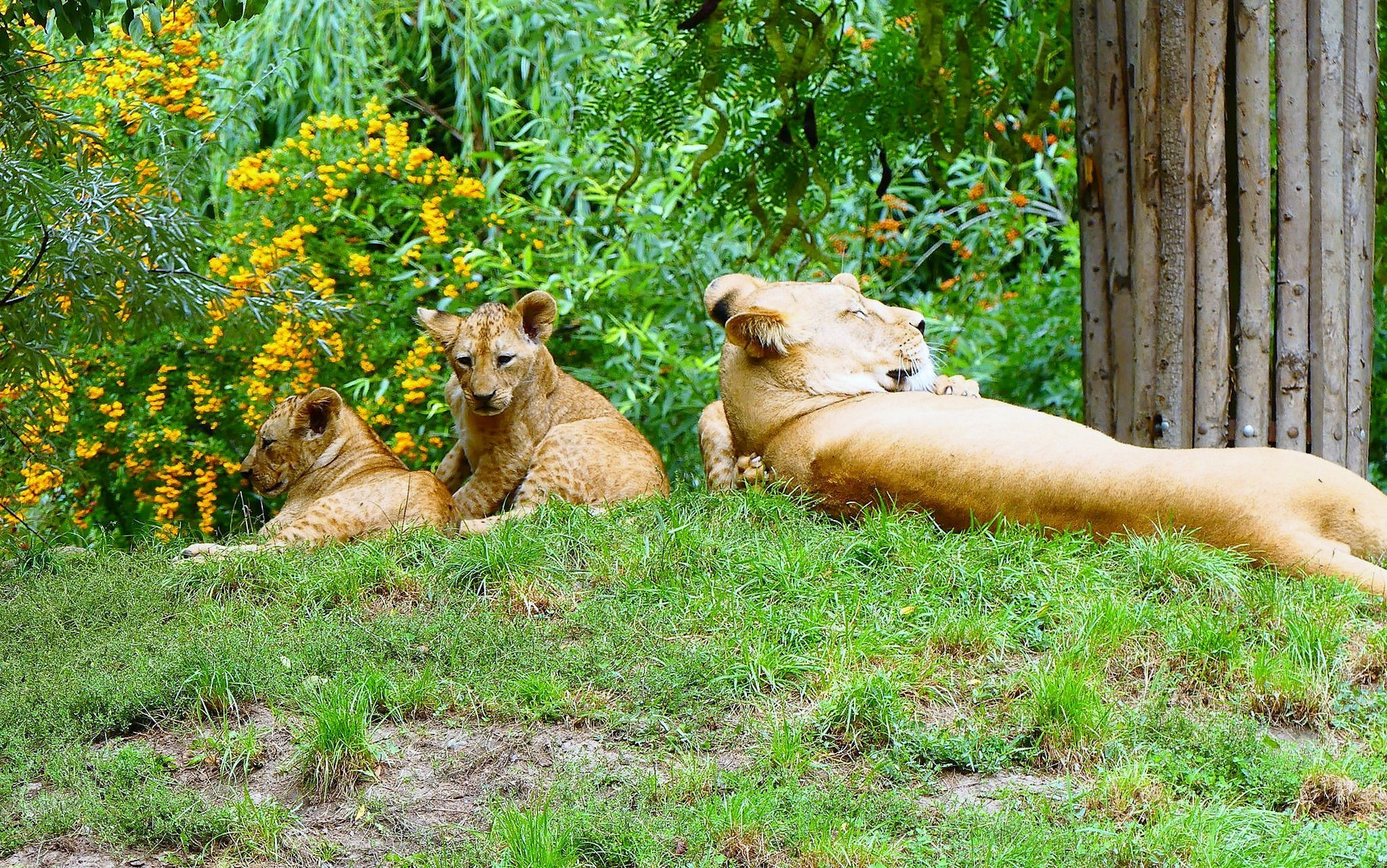 Zoo Pilsen (CZ) 