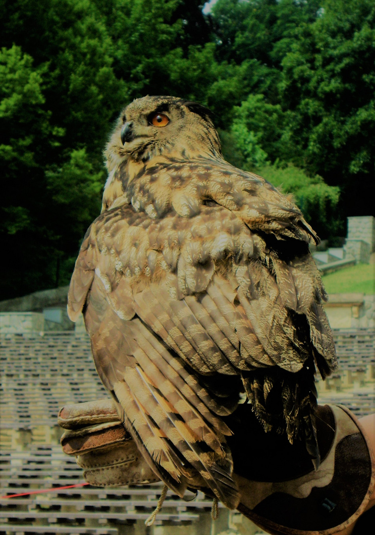 Zoo Plze? - eagle-owl.