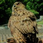 Zoo Plze? - eagle-owl.