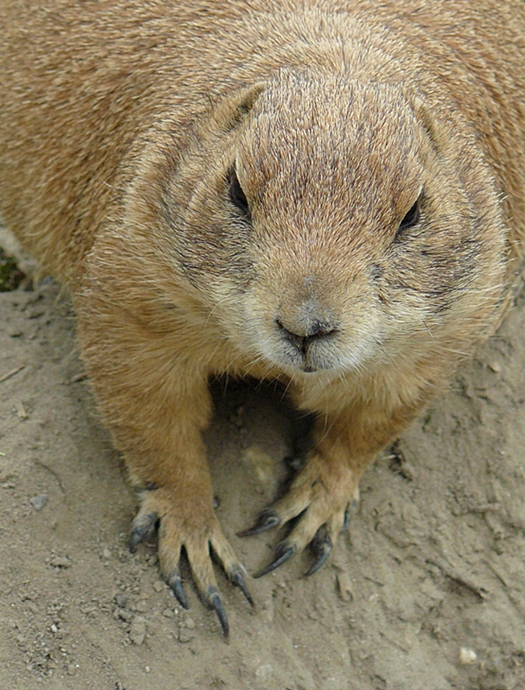 Zoo-portrait 5.