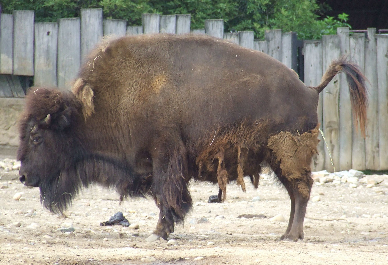 Zoo Praha