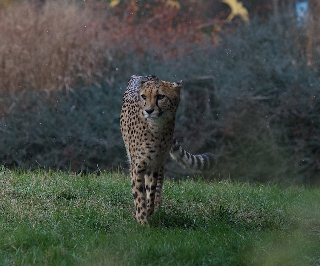 ZOO Praha