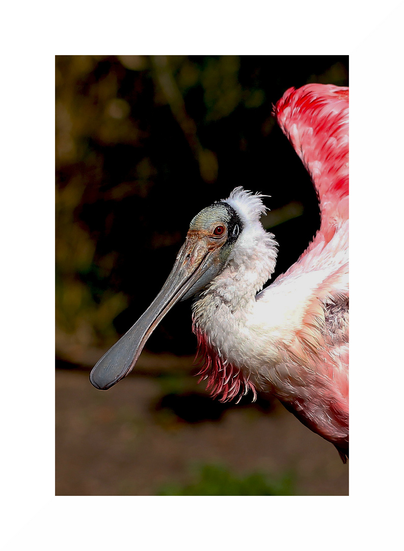 Zoo Rheine , 2. Teil...