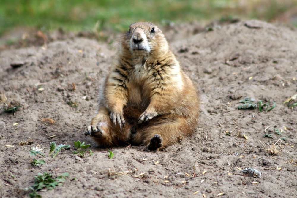 Zoo Rheine 2007