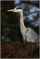 Zoo Rheine Graureiher