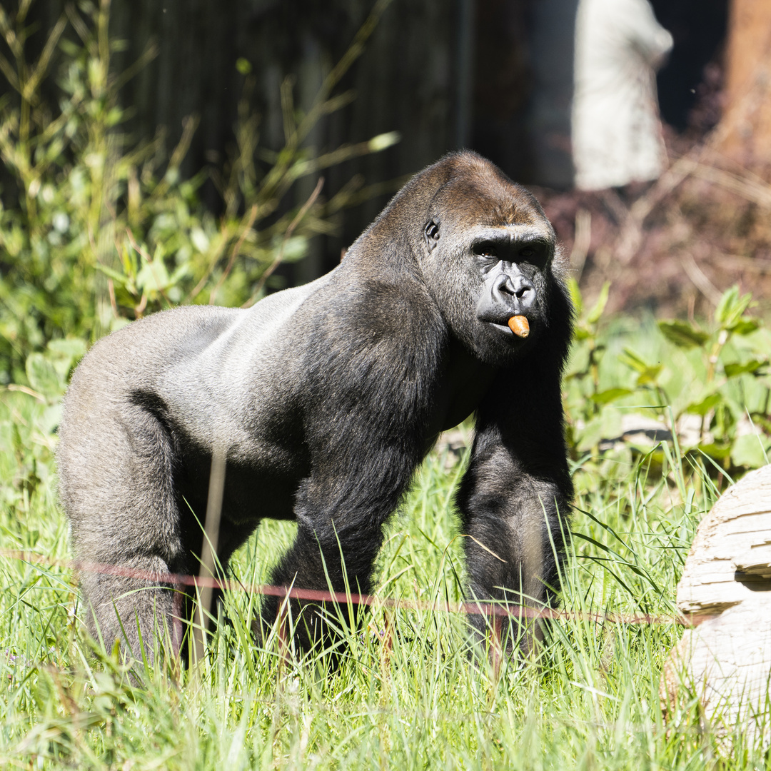 Zoo Rostock 01  ............