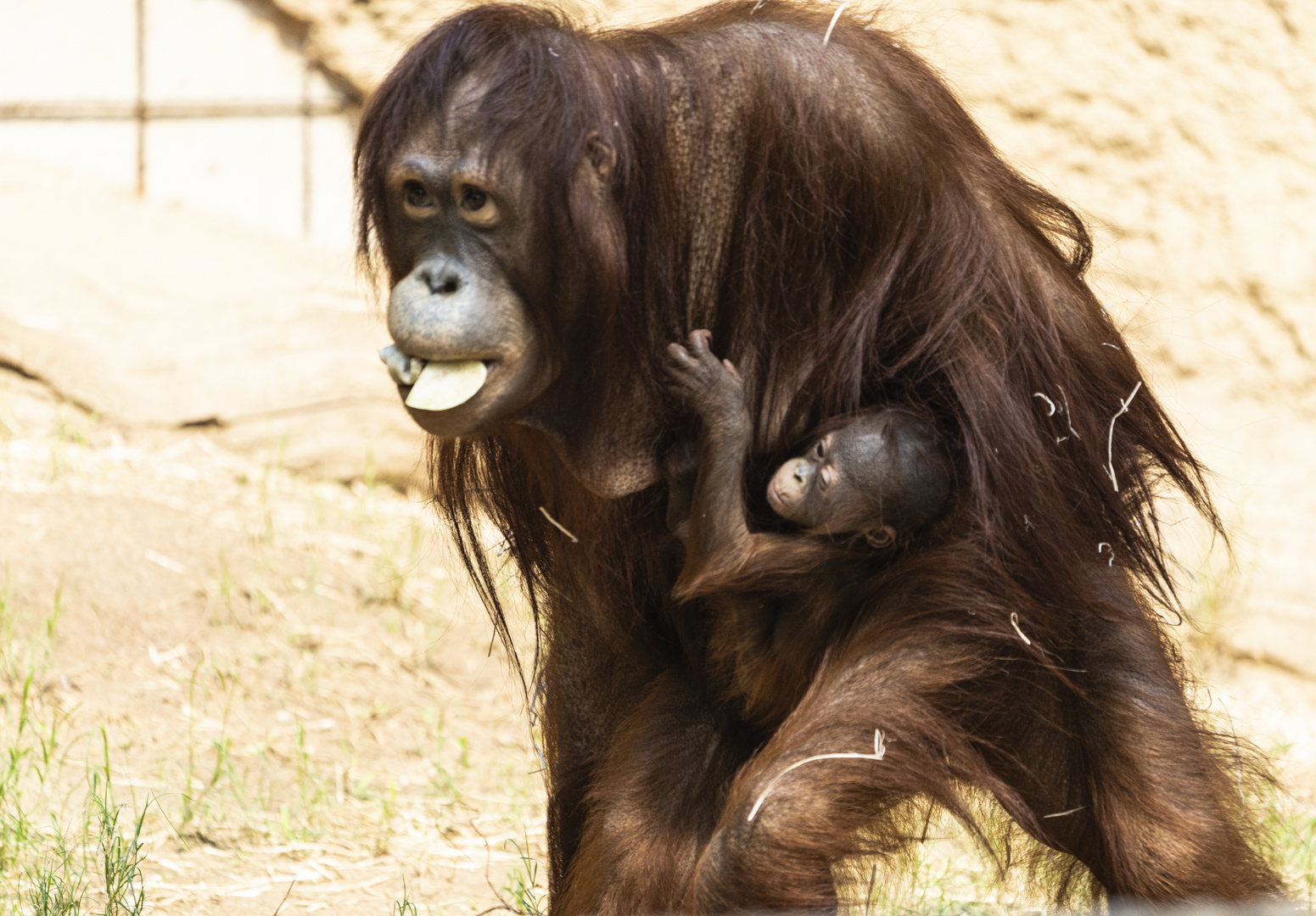 Zoo Rostock 02