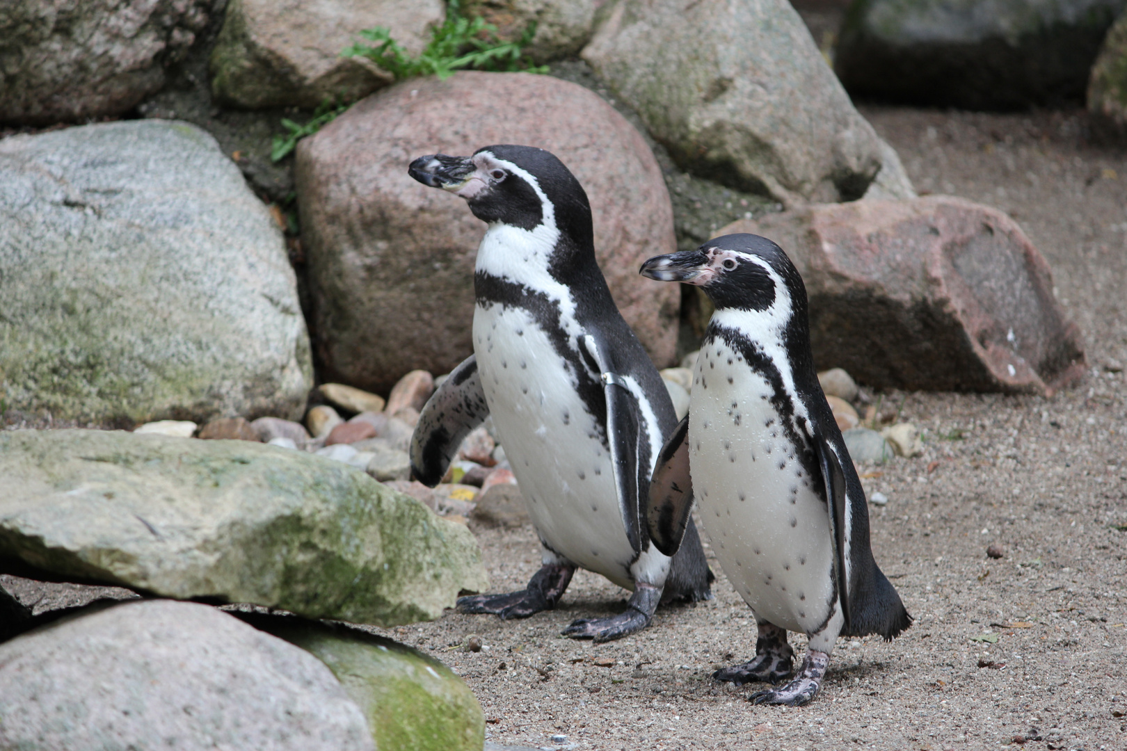 Zoo Rostock 3