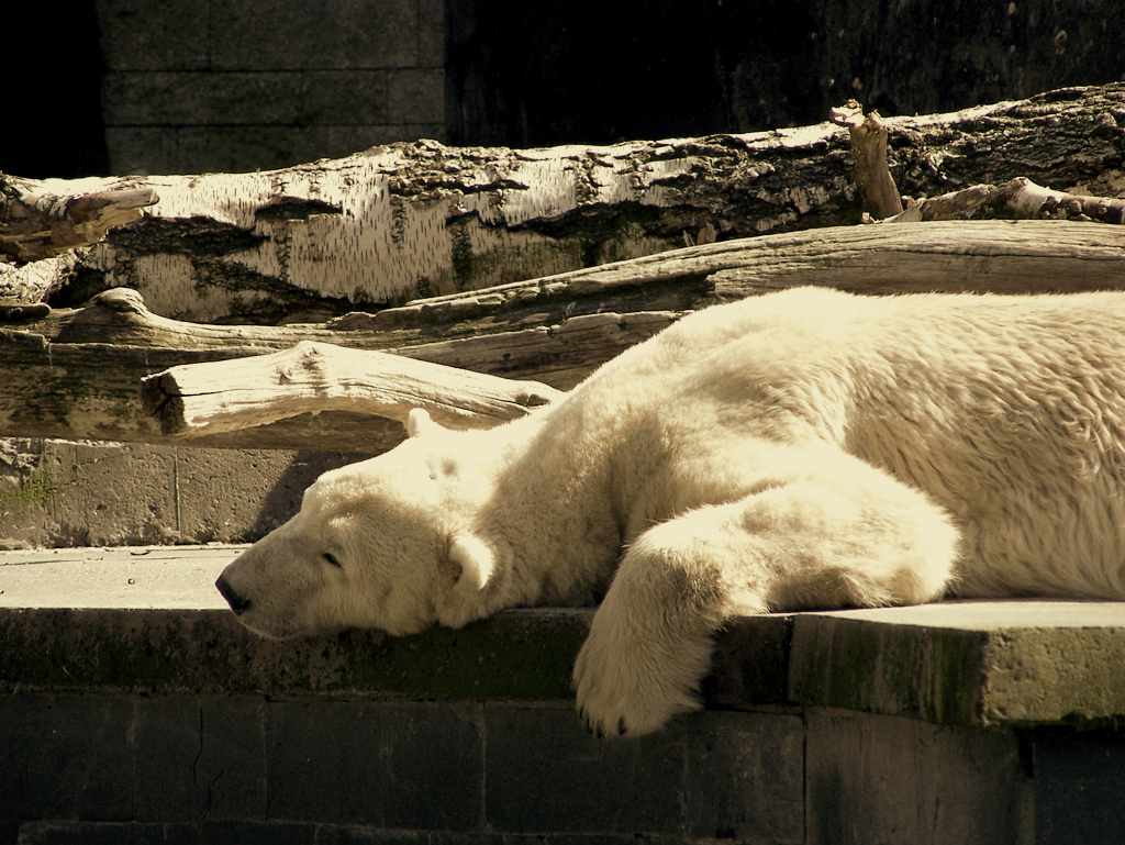 Zoo Rostock Eisbär Siesta