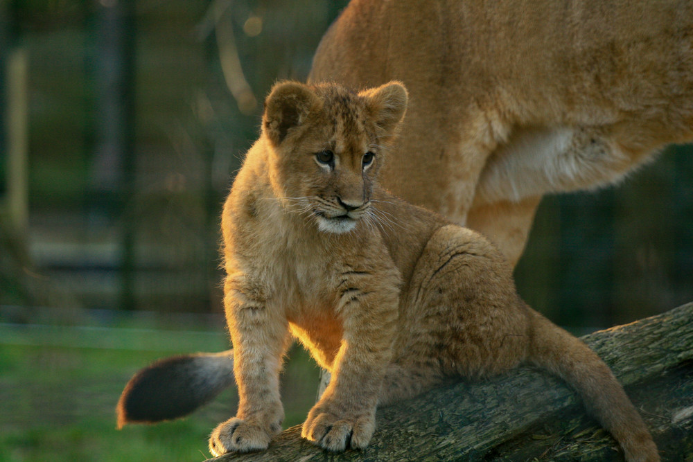 Zoo Rostock(3)