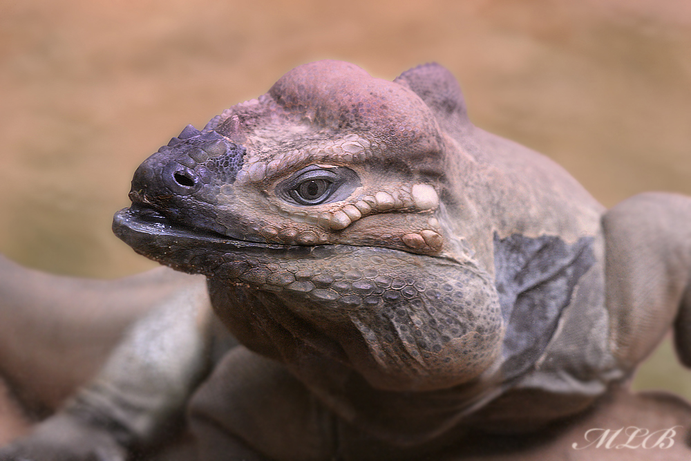 ZOO SAARBRUCKEN 2012 VORAN 2