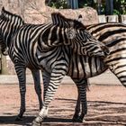 Zoo Saarbrücken....