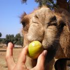 zoo safari di Fasano,Puglia