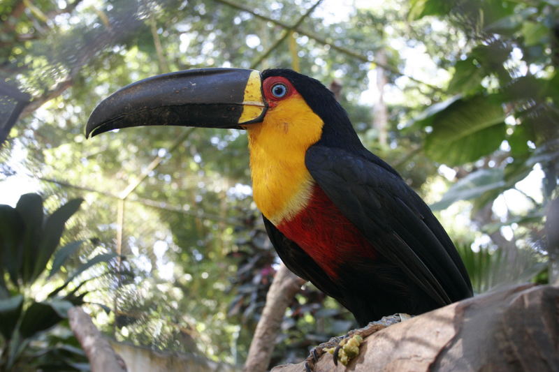 Zoo Salvador (Brasilien)